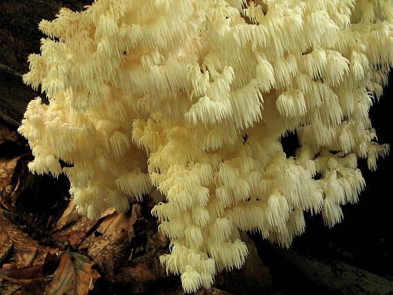 koralovec jedľový Hericium coralloides  ?