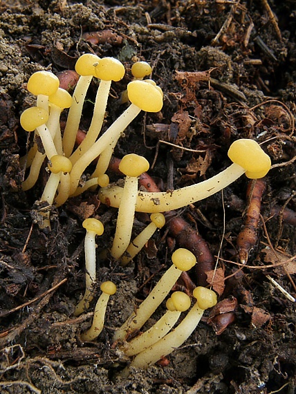 klincovka slizká Leotia lubrica (Scop.) Pers.