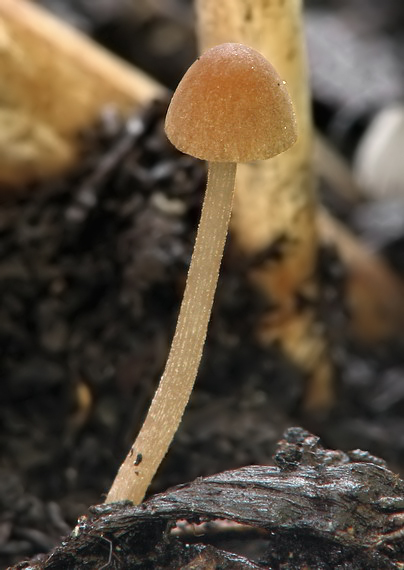 drobuľka Psathyrella sp.