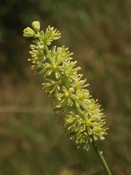 kosatka Tofieldia calyculata (L.) Wahlenb.