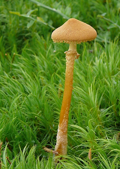 zrnivka okrová Cystoderma amianthinum (Scop.) Fayod