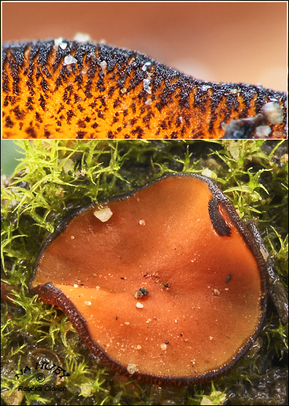 melastíza ohnivá Melastiza cornubiensis (Berk. & Broome) J. Moravec