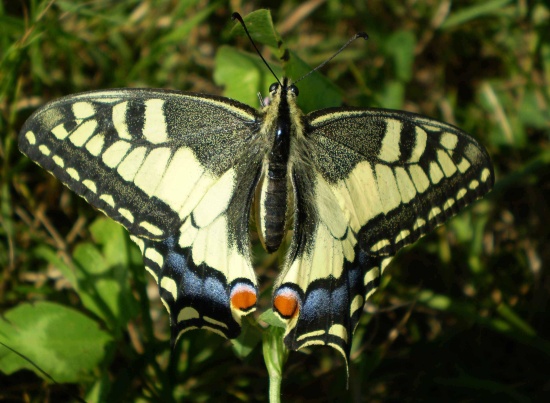 vidlochvost feniklový   /   otakárek fenykový Papilio machaon