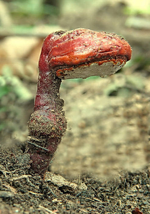 lesklokôrovka obyčajná Ganoderma lucidum (Curtis) P. Karst.
