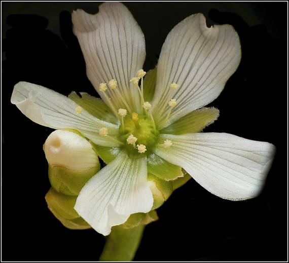 mucholapka podivná Dionaea muscipula