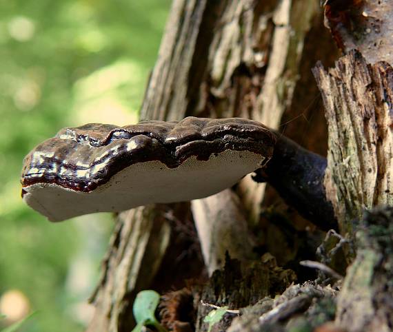lesklokôrovka obyčajná Ganoderma lucidum (Curtis) P. Karst.