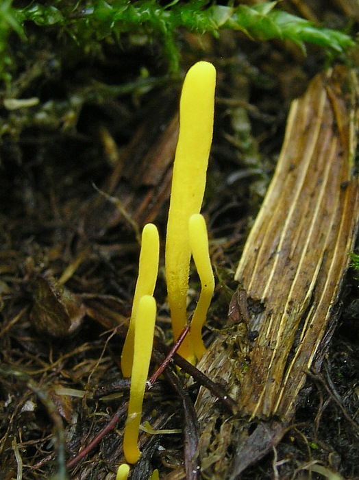 pakonárovka úhľadná Clavulinopsis laeticolor (Berk. & M.A. Curtis) R.H. Petersen