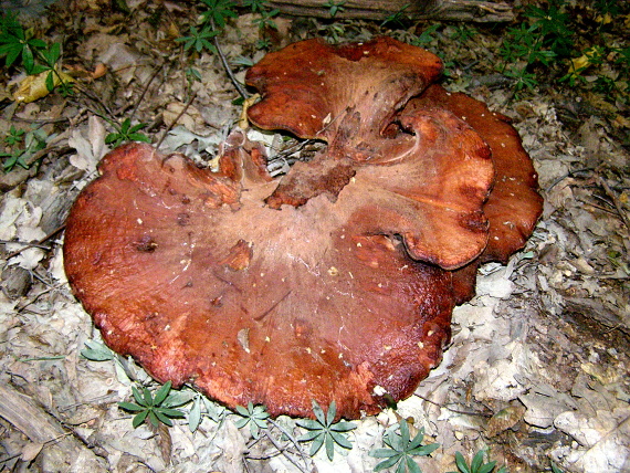pstřeň dubový/Pečeňovec dubový Fistulina hepatica (Schaeff.) With.