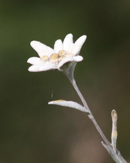 plesnivec alpínsky  Leontopodium alpinum Cass.