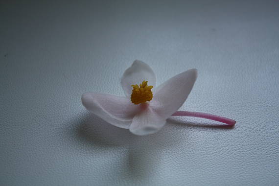 kvietok Flos (Begonia sp.)