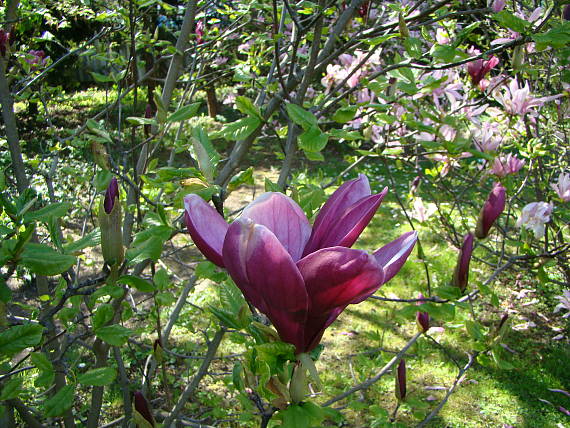 magnólia soulangeova Magnolia x soulangeana