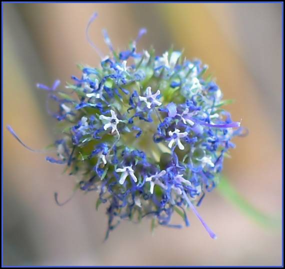 "micro" kvety