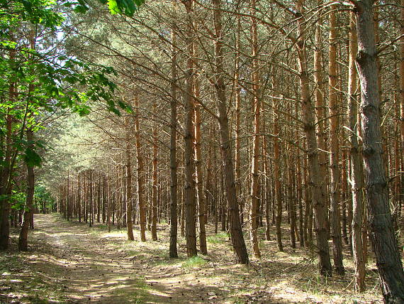 borovica lesná porast Pinus sylvestris