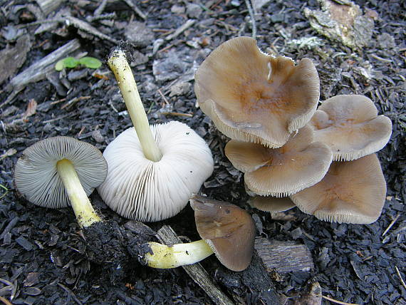 štítovka žltohlúbiková Pluteus romellii (Britzelm.) Sacc.