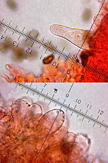 drobuľka hnedosivá Psathyrella spadiceogrisea (Schaeff.) Maire