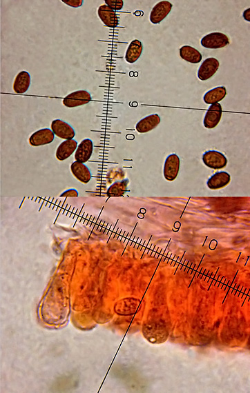 drobuľka hnedosivá Psathyrella spadiceogrisea (Schaeff.) Maire