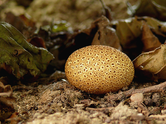 pestrec Scleroderma sp.