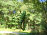 kobylka zelená - samička