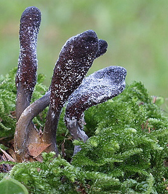 žezlovka srnková Tolypocladium ophioglossoides (J.F. Gmel.) Quandt, Kepler & Spatafora