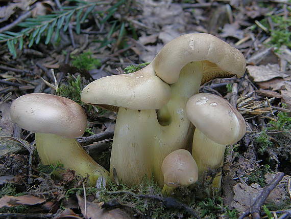 čirůvka ropuší Tricholoma bufonium (Pers.) Gillet
