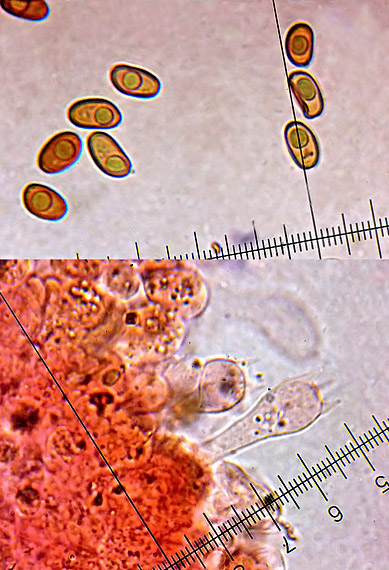 drobuľka Psathyrella artemisiae  (Pass.) Konrad & Maubl.