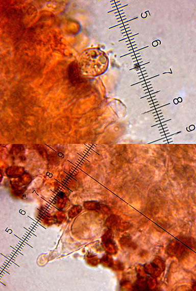 drobuľka vločkatá Psathyrella gossypina (Bull.) A. Pearson & Dennis