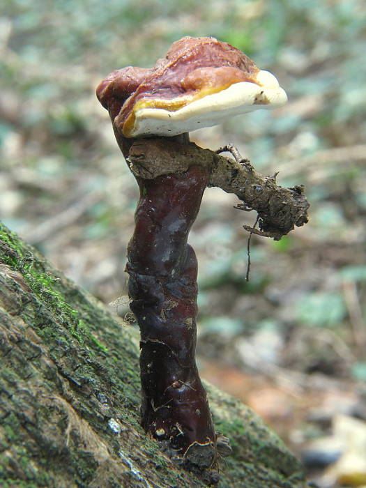 lesklokôrovka obyčajná Ganoderma lucidum (Curtis) P. Karst.