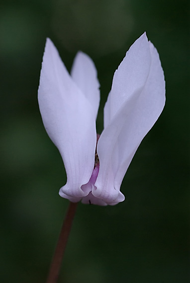cyklámen neapolský - brambořík břečťanolistý Cyclamen hederifolium L.