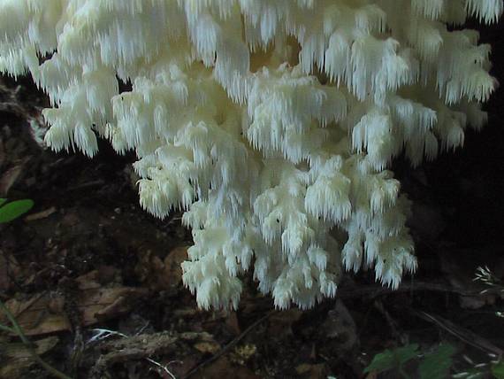 koralovec bukový  Hericium coralloides (Scop.) Pers.