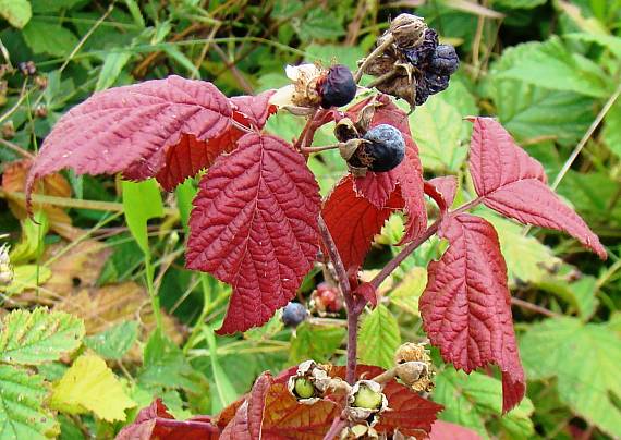 ostružina ožinová- jeseň Rubus caesius L.