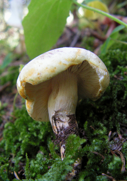 čírovka mydlová Tricholoma saponaceum (Fr.) P. Kumm.