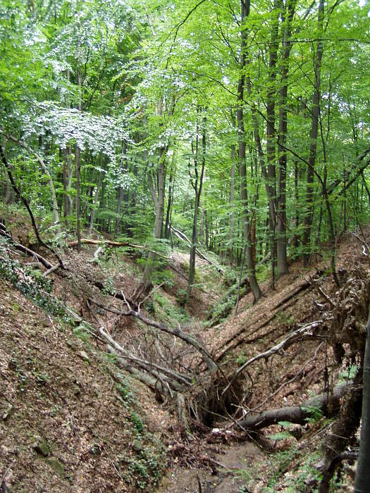 potok v lese