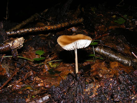 sliznačka koreňujúca Hymenopellis radicata (Relhan) R.H. Petersen