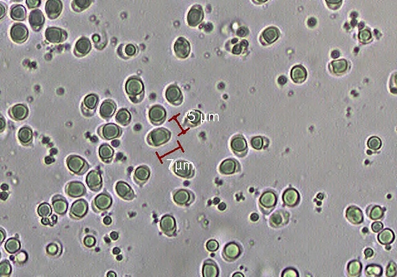 čírovka škridlicovitá Tricholoma vaccinum (Schaeff.) P. Kumm.