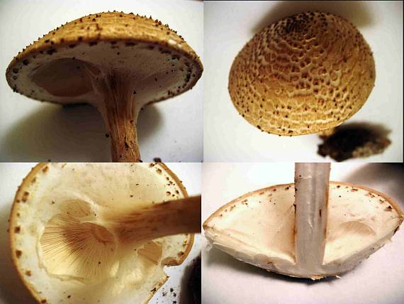 bedlička bodľavá Echinoderma perplexum (Knudsen) Bon