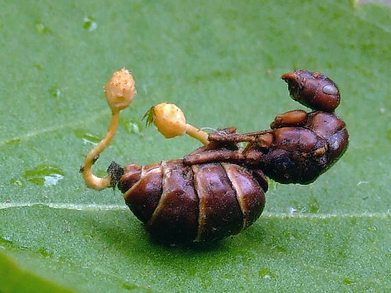 žezlovka mravcová Ophiocordyceps myrmecophila (Ces.) G. H. Sung, J. M. Sung, Hywel-Jones, Spatafora