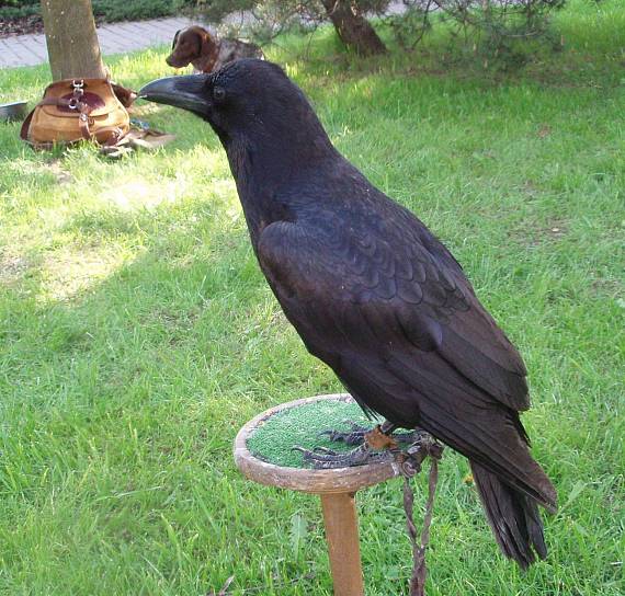 krkavec čierný Corvus corax