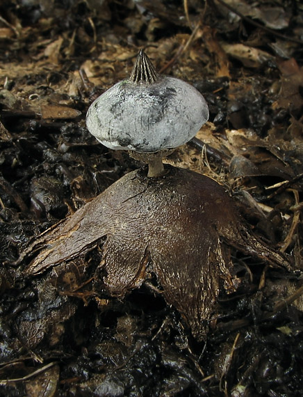 hviezdovka golierikovitá Geastrum striatum DC.