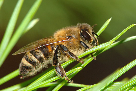 včielka Apis mellifera
