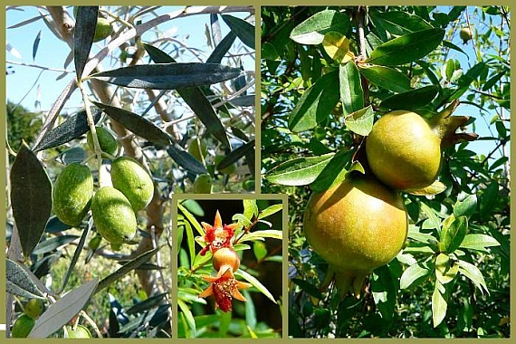 olivovník európsky a granátovník púnsky Punica granatum L.