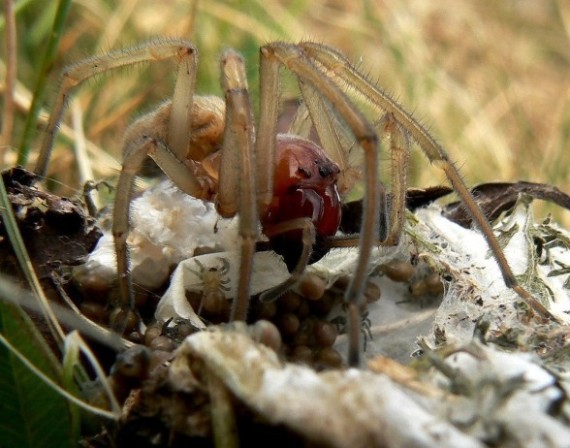 pavúčica "jedovica" s potomstvom Cheiracanthium punctorium   ???