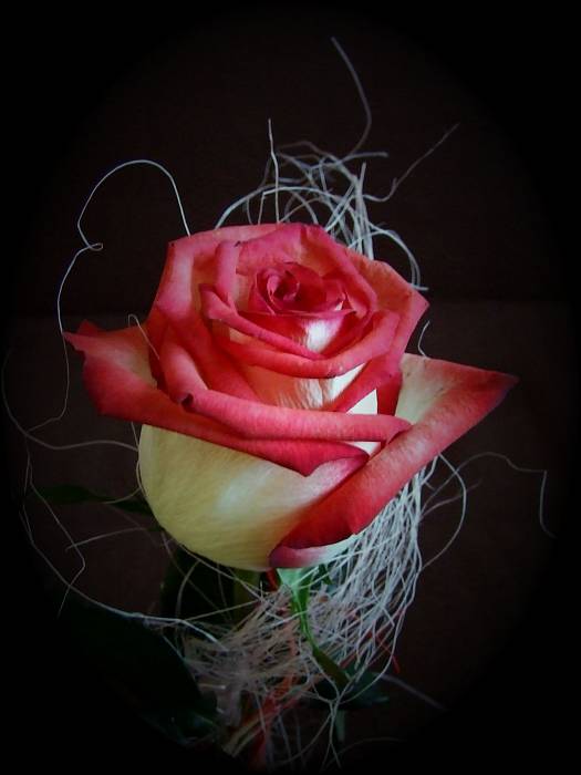 ruža pre...2 Rosa chinensis "La Minuette"