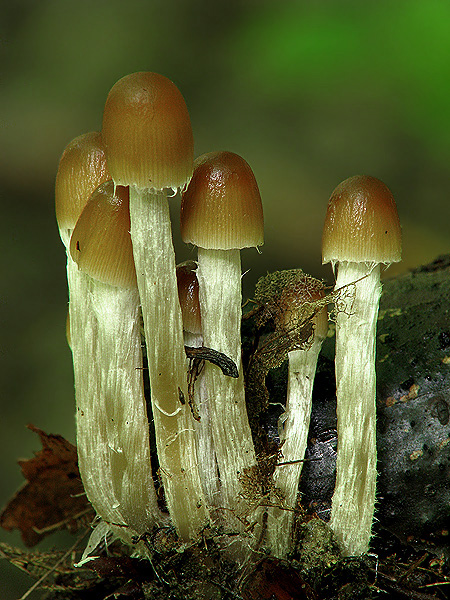 drobuľka veľká Parasola conopilus (Fr.) Örstadius & E. Larss.