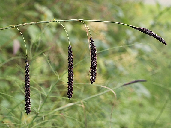 ostrica sivá kyjovitá Carex flacca subsp. claviformis (Hoppe) Degen