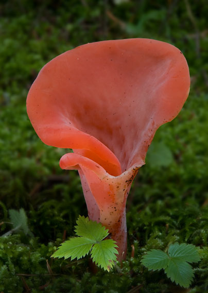 rôsolovec červený Guepinia helvelloides  (DC.) Fr.