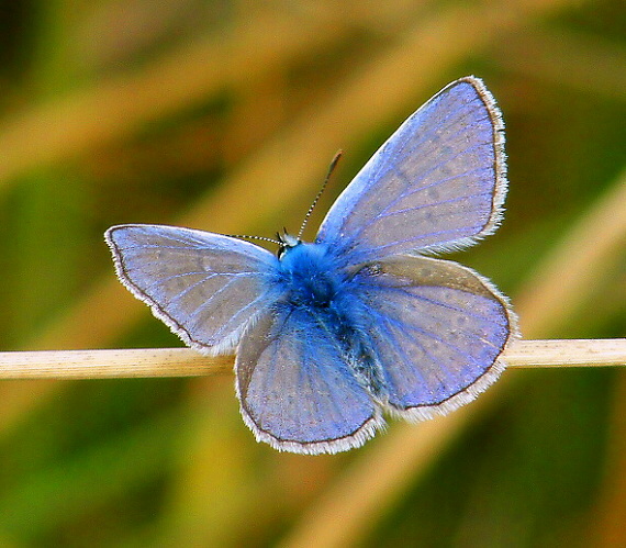 modráčik obyčajný  Polyommatus icarus