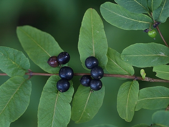 zemolez čierny Lonicera nigra L.