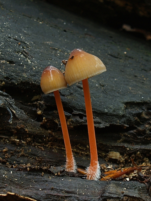 prilbička šafranová Mycena crocata (Schrad.) P. Kumm.