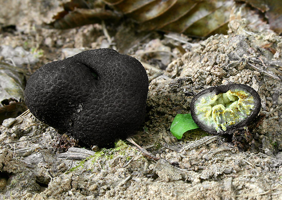 zelenec čierny Pachyphloeus melanoxanthus (Tul. & C. Tul. ex Berk.) Tul. & C. Tul.