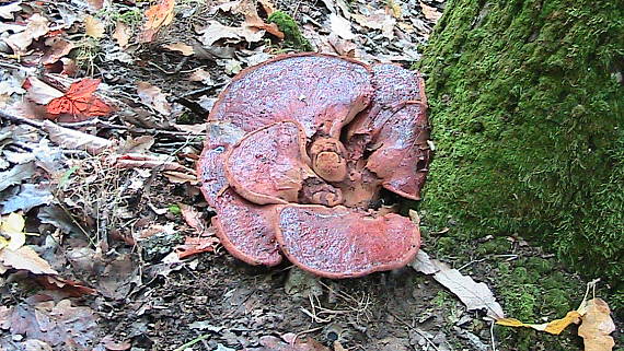 pečeňovec dubový Fistulina hepatica(Schaeff.)